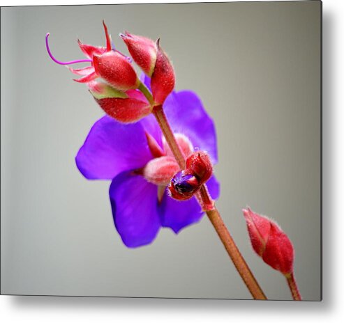 Flower Princess Bloom Red Violet Ayjay Photography Metal Print featuring the photograph Princess Flower Blooms by AJ Schibig