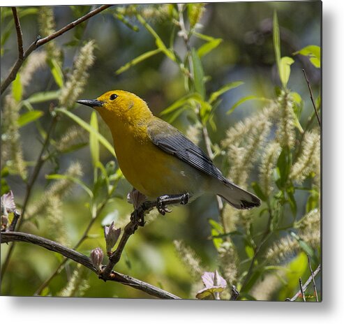Nature Metal Print featuring the photograph Prothonotary Warbler DSB220 by Gerry Gantt