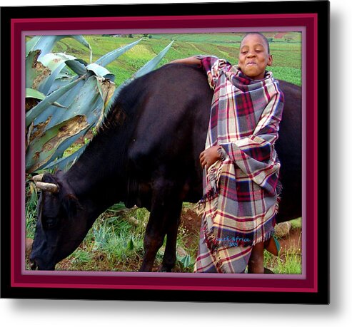 Boy Metal Print featuring the photograph Proud Cow by MarvL Roussan