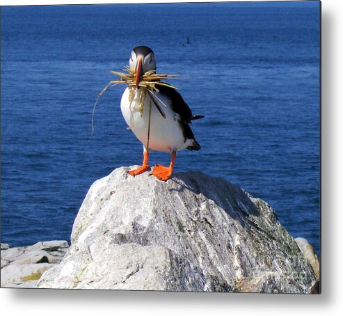 Puffin Metal Print featuring the photograph Puffin No.2 by John Greco