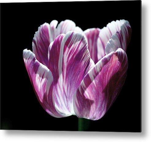 Tulip Metal Print featuring the photograph Purple and White Marbled Tulip by Rona Black