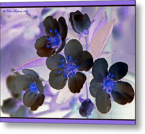 April 2007 Metal Print featuring the photograph Purple Blue and Gray by Chris Anderson