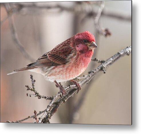 Purple Finch Metal Print featuring the photograph Purple Finch Winter Glow by Lara Ellis