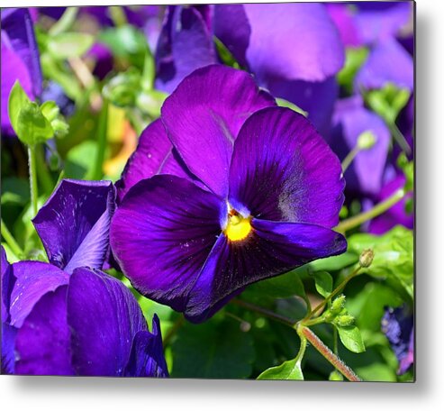 Purple Metal Print featuring the photograph Purple Pansies by Jeff at JSJ Photography