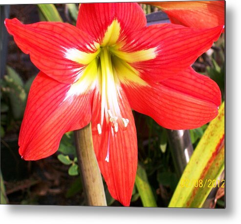 Amarylis In Bloom Metal Print featuring the photograph Red Amarylis by Belinda Lee