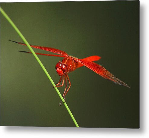 Insect Metal Print featuring the photograph Red Dragon At Rest by Robert Woodward