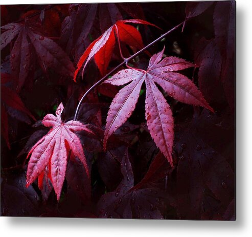 Burgundy Metal Print featuring the photograph Red Maple Trio by Carolyn Jacob