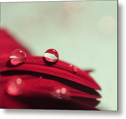 Macro Metal Print featuring the photograph Red Petals by Angela Murdock