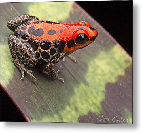 Poison Frog Metal Print featuring the photograph Red Reticulated Poison Dart Frog by Dirk Ercken