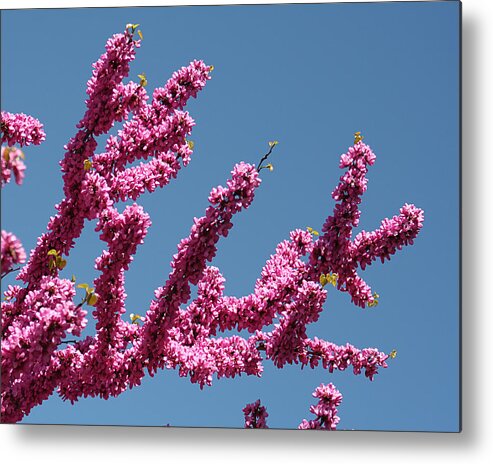 Nature Metal Print featuring the photograph Redbud Against Blue Sky by William Selander