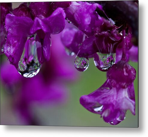 Redbud Metal Print featuring the photograph Redbud in the Rain by Mark Alder