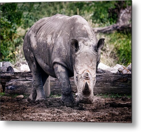 Animals Metal Print featuring the photograph Rhino on the Move by Todd Ryburn