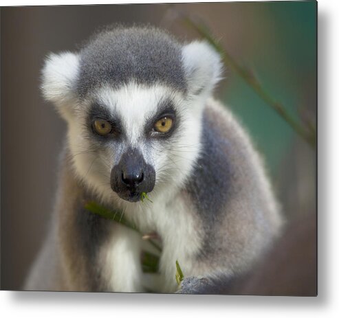 Ring Tailed Lemur Metal Print featuring the photograph Ring Tailed Lemur by Dusty Wynne