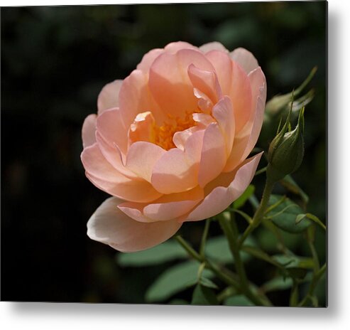 Rose Metal Print featuring the photograph Rose Blush by Rona Black