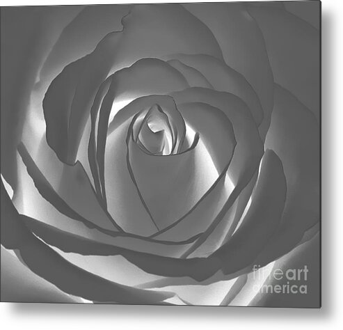Rose Metal Print featuring the photograph Rose by Geraldine DeBoer