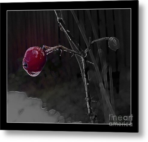 Nature Metal Print featuring the photograph Rose Hip and Raindrop by Leone Lund