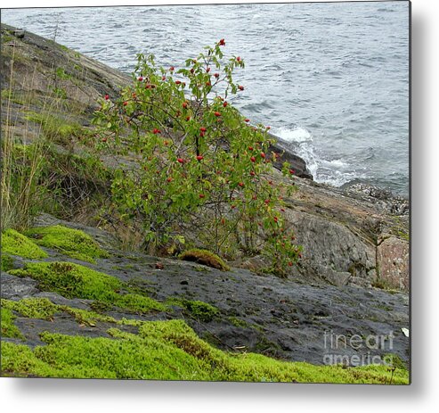 Rose Metal Print featuring the photograph Rose Hip Bush by Leone Lund