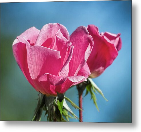 Kansas Metal Print featuring the photograph Roses by Rob Graham