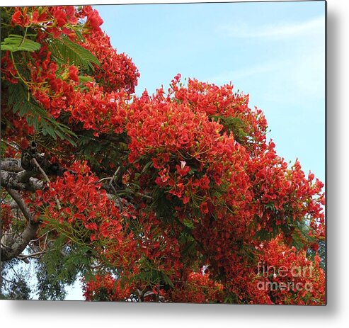 Trees Metal Print featuring the photograph Royal Poinciana Branch by Mary Deal