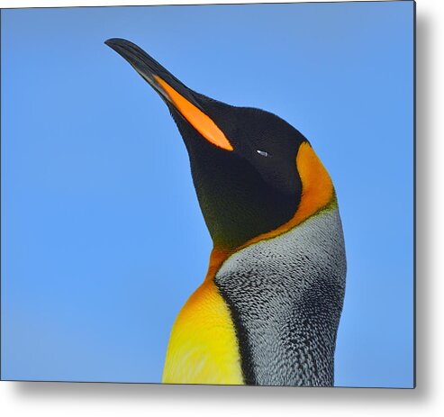 King Penguin Metal Print featuring the photograph Royal Squinting by Tony Beck