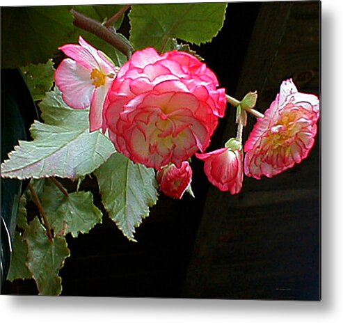 Luscious Begonias. Flowers Metal Print featuring the photograph Ruffled Pink Begonia's by Liz Evensen