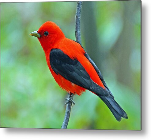 Bird Metal Print featuring the photograph Scarlet Tanager by Rodney Campbell