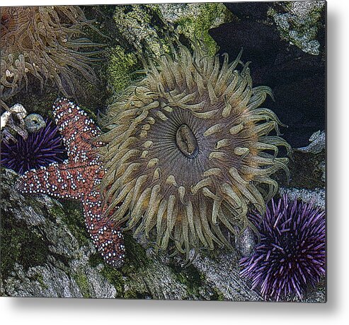 Sea Urchins Metal Print featuring the digital art Sea life by Ernest Echols