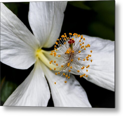 Flower Metal Print featuring the photograph Season Opener by Debbie Karnes