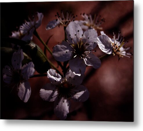 Flower Metal Print featuring the photograph Shadowed Flowers by Karen Harrison Brown