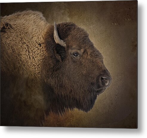 Buffalo Metal Print featuring the photograph Shaggy One by Ron McGinnis