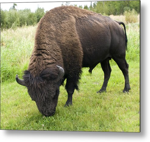 Bison Metal Print featuring the photograph Shaggy by Rhonda McDougall