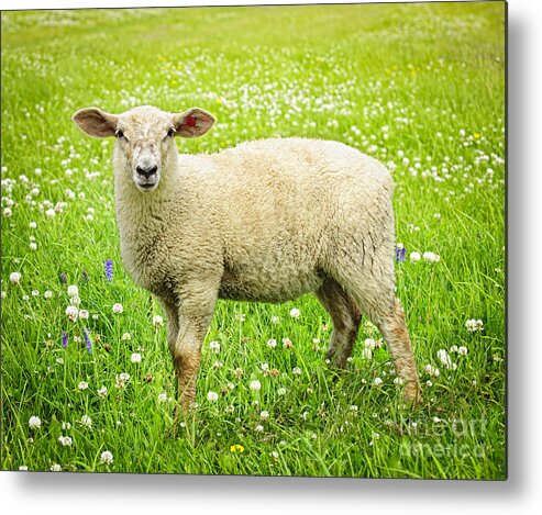 Sheep Metal Print featuring the photograph Sheep in summer meadow by Elena Elisseeva