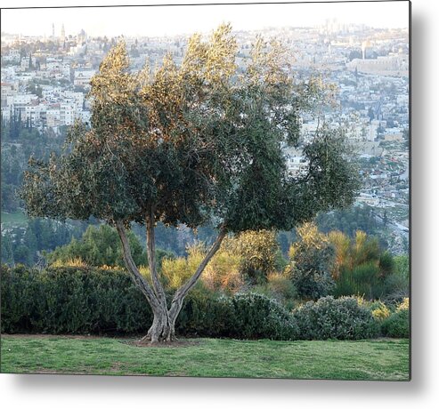 Shin Metal Print featuring the photograph Shin Olive tree over Jerusalem by Rita Adams