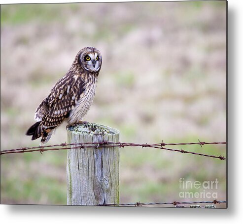 Owl Metal Print featuring the photograph Short Eared Owl Boundary Bay by Chris Dutton