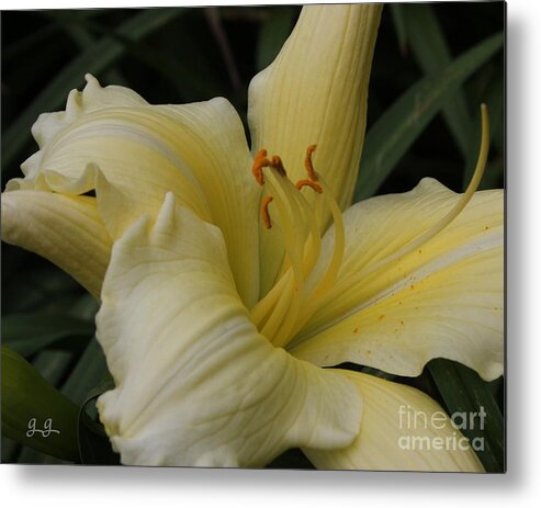 Day Lily Metal Print featuring the photograph Simply Sincere by Geri Glavis