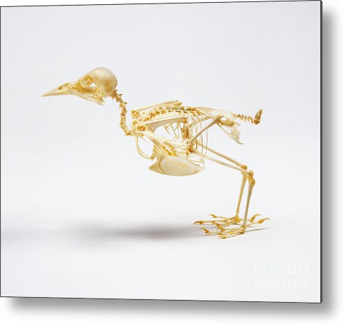 Anatomy Metal Print featuring the photograph Skeleton Of A Starling, Sturnidae Sp by Simon Battersby / Dorling Kindersley