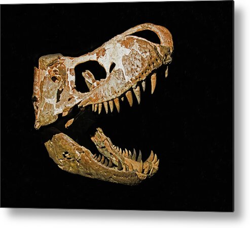 Animal Metal Print featuring the photograph Skull Of A Mature Adult Tyrannosaurus by Millard H. Sharp