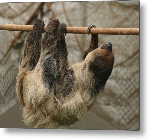 Sloth Metal Print featuring the photograph Sloth by Ellen Henneke