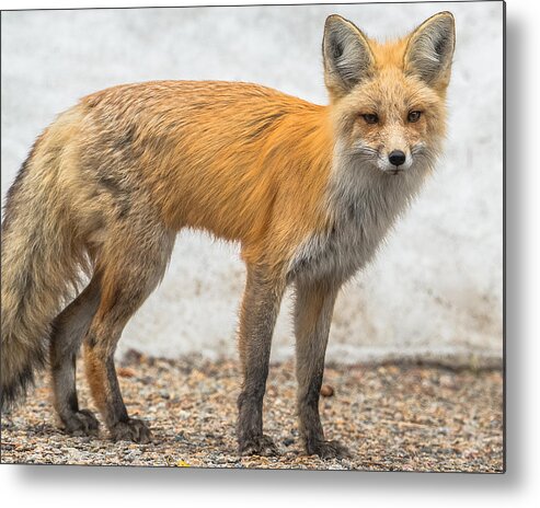 Fox Metal Print featuring the photograph Smart Like A Fox by Yeates Photography
