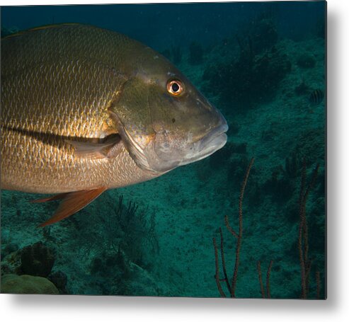 Fish Metal Print featuring the photograph Snapper by Jean Noren
