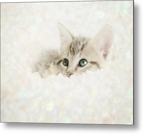 Kitten Metal Print featuring the photograph Snow Baby by Amy Tyler