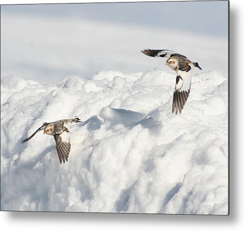 Wildlife Metal Print featuring the photograph Snow Buntings in Flight by William Selander