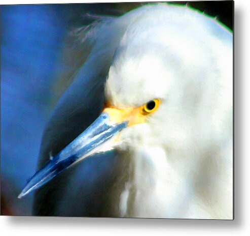 Snowy Egret Metal Print featuring the photograph Snowy Egret 3 by Timothy Bulone