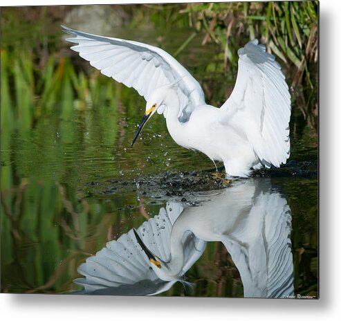 Snowy Metal Print featuring the photograph Snowy Egret by Avian Resources