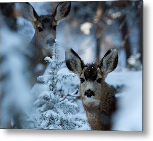 Mule Deer Photograph Metal Print featuring the photograph Somebody to Watch Over Me by Jim Garrison