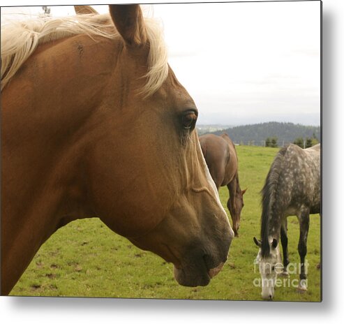 Horse Metal Print featuring the photograph Sorrel Horse Profile by Belinda Greb