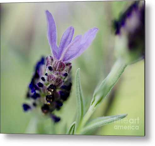 Spanish Lavender Metal Print featuring the photograph Spanish Lavender Flowers by Wilma Birdwell