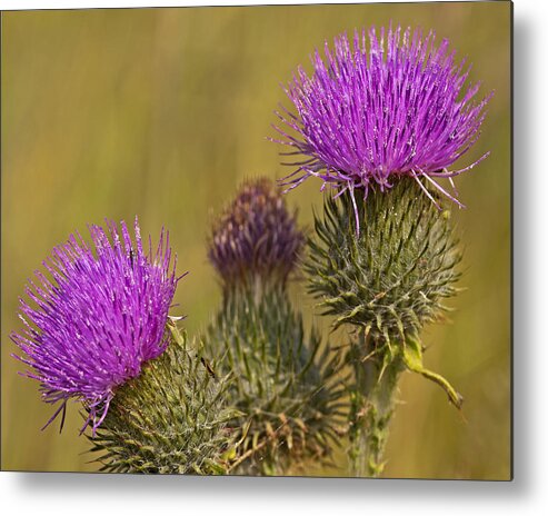 Weed Metal Print featuring the photograph Spear Thistle by Paul Scoullar