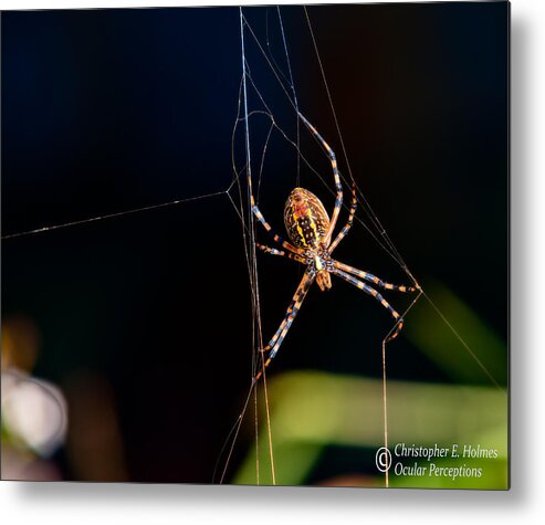 Spider Metal Print featuring the photograph Spider by Christopher Holmes