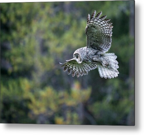 Great Gray Owl Metal Print featuring the photograph Spirit of the Forest by Max Waugh